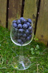 Close view of a wine glass filled with blue grapes with grass and wood in background