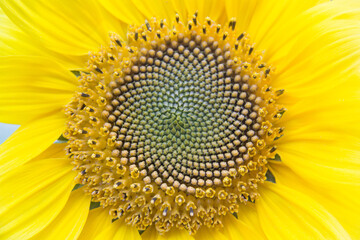 Sunflower in summer, vibrant yellow sunflower