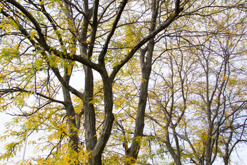 yellow leaves against sky