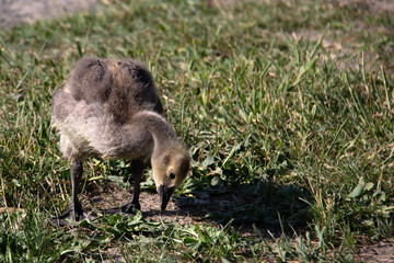 Little baby Canada goose cherching for food in the grass