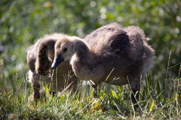 Little baby Canada goose walking on the grass