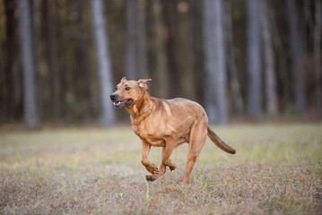 Brown dog running in a forest 