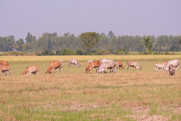 Fototapeta na wymiar Herd of cows grazing in the field.