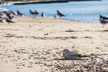 Seagulls on a beach in Michigan enjoying a late afternoon fall sun.