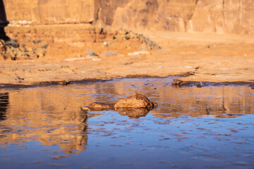A lone rock in the middle of a small frozen puddle of water.