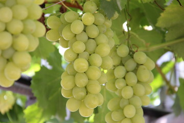 160903大朗小夏とぶどう七日町

山形ぶどう
本沢ぶどう
ぶどう
シャインマスカット
