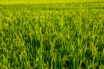 Rice field
