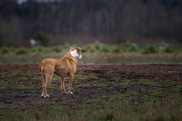 2023-01-21 A TAN AND WHITE PITBULL STANDING AND STARING AWAY FROM THE CAMERA AT THE MARYMOOR OFF LEASH DOG PARK IN REDMOND WASHINGTON