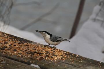 a bird on feeder, Gold Bar Park, Edmonton, Alberta