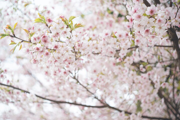 満開の桜の花 ヤマザクラ