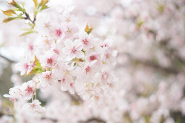 満開の桜の花 ヤマザクラ