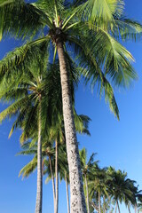 Fototapeta premium Palm Perfect