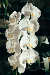 Fototapeta na wymiar Indonesian Anggrek bulan or white orchid flowers (Phalaenopsis amabilis)