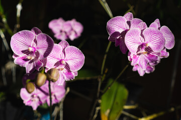 Indonesian Anggrek bulan or blooming and florets bud purple orchid flowers (Phalaenopsis amabilis) selective focus.