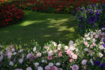 beautiful rose and green grass in the garden, natural background