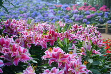 Obraz premium beautiful pink lily in the garden, natural background