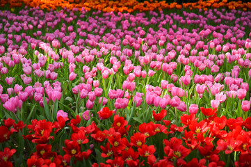 beautiful pink and red tulip in the garden