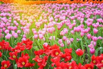beautiful tulip in the garden, natural background