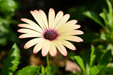 beautiful yellow gerbera flower in the garden