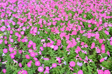 beautiful pink flower in the garden, natural background