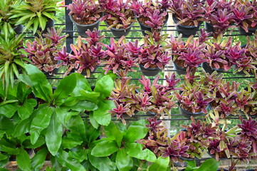 beautiful purple ornamental with green plant for house design