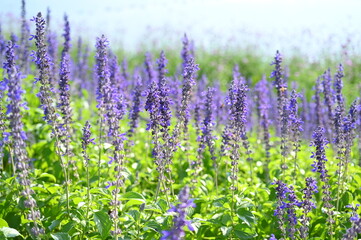 Fototapeta premium beautiful lavender purple field, natural background