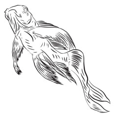 sketch of fish