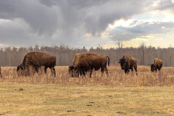 herd of buffalo in stormy field 
