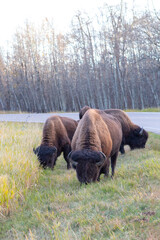 bison grazing along side of road in Grass at Elk Island National Park © Amy