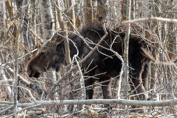 baby moose calf hiding in trees