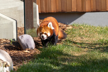 red panda walking toward camera