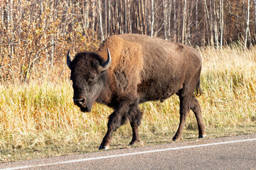 bison walking along side of road in Elk Island National Park