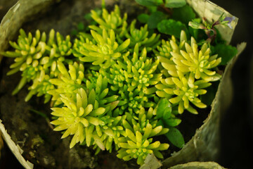 Sedum. Stonecrop. Beautiful herbal abstract background of nature. Spring landscape.
