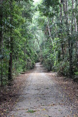 Obraz premium daintree road