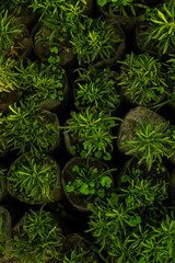 Fresh Rosemary Herb grow outdoor. Rosemary leaves Close-up.