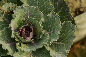 Fresh Cabbage (brassica oleracea) in garden