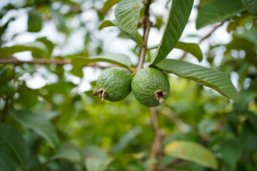 Bangkok apple guava - Psidium guajava also known as bangkok apple has green fruit with red or white flesh and has a sweet-sour taste.