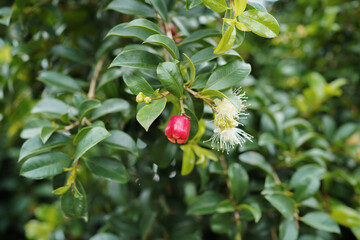 Lilly pilly guava (lili pili) - Syzygium paniculatum, is a type of berry (more precisely the type...
