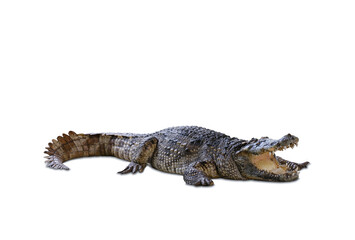 Naklejka premium The crocodile's head and body have strong front legs. . On a white background.with