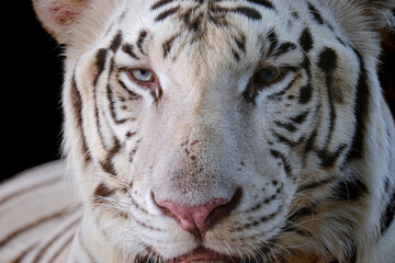 The White tiger's eyes and face The white tiger's face was fierce, and its eyes were staring. on a black background