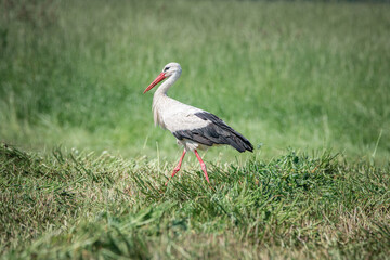 A beautiful white stork in a field on a summer day.