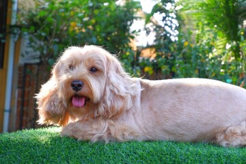 Cockapoo puppy on green grass on natural background. Cocker Spaniel mixed with Poodle