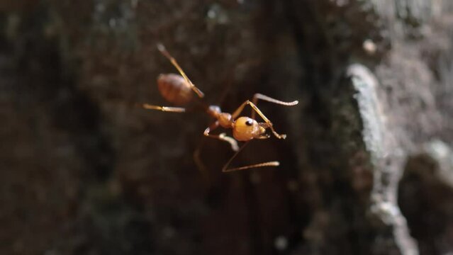 Close up of ant in wood at home.