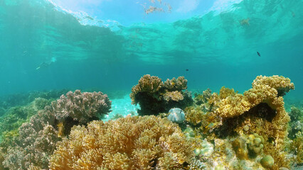 Fototapeta na wymiar Tropical fishes and coral reef at diving. Underwater world with corals and tropical fishes. Philippines.