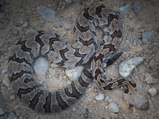 baby Timber rattlesnake (Crotalus horridus)