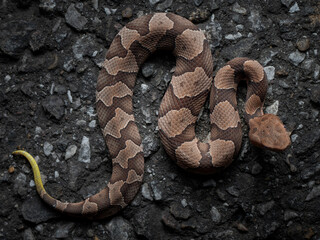 baby copperhead snake (Agkistrodon contortrix)