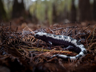 Marbled salamander (Ambystoma opacum) 