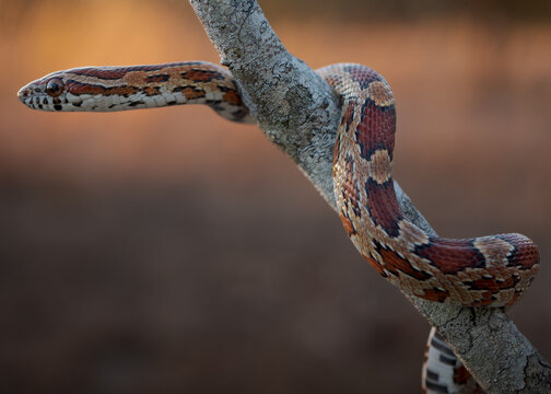 Corn Snake (Pantherophis guttatus)