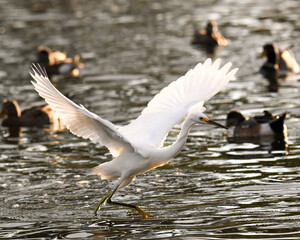 white egret in lake 