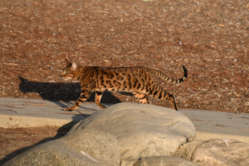 Obraz na płótnie Canvas cat leopard 
